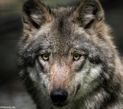 ....und der böse Wolf