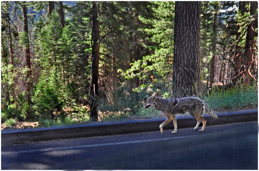 ..und der Coyote grüßte  freundlich am Wegesrand...