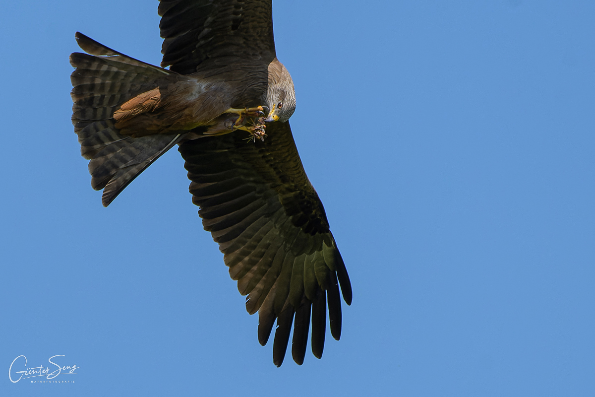 Und der Fang wird gleich im Flug verspeist