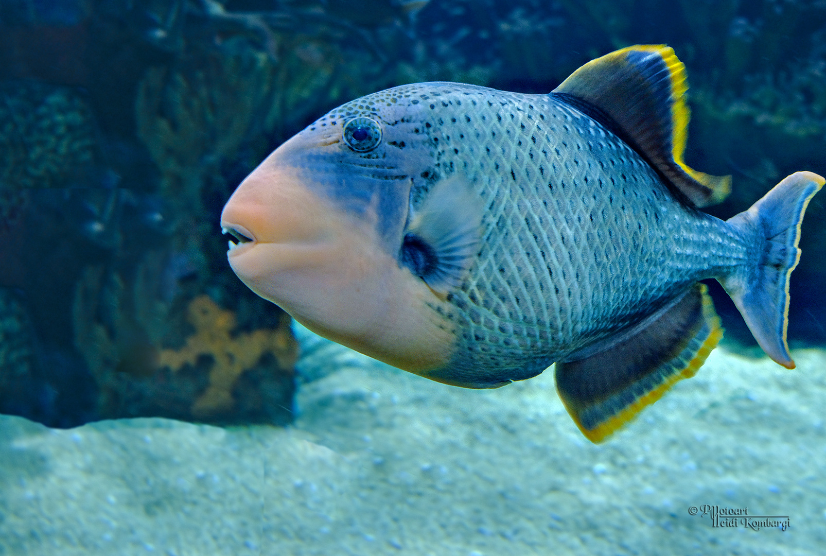 √ Fisch Mit Vielen Zähnen | Fischlexikon