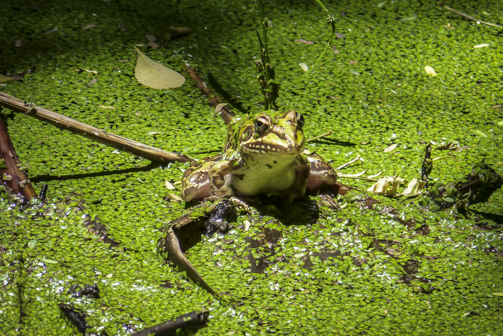 Und der Frosch, der hat Zähne