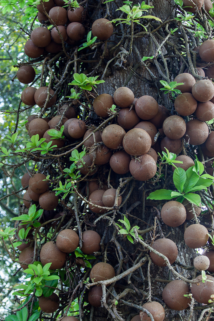 Und der Fruchtstand vom Kanonenkugelbaum