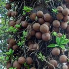 Und der Fruchtstand vom Kanonenkugelbaum