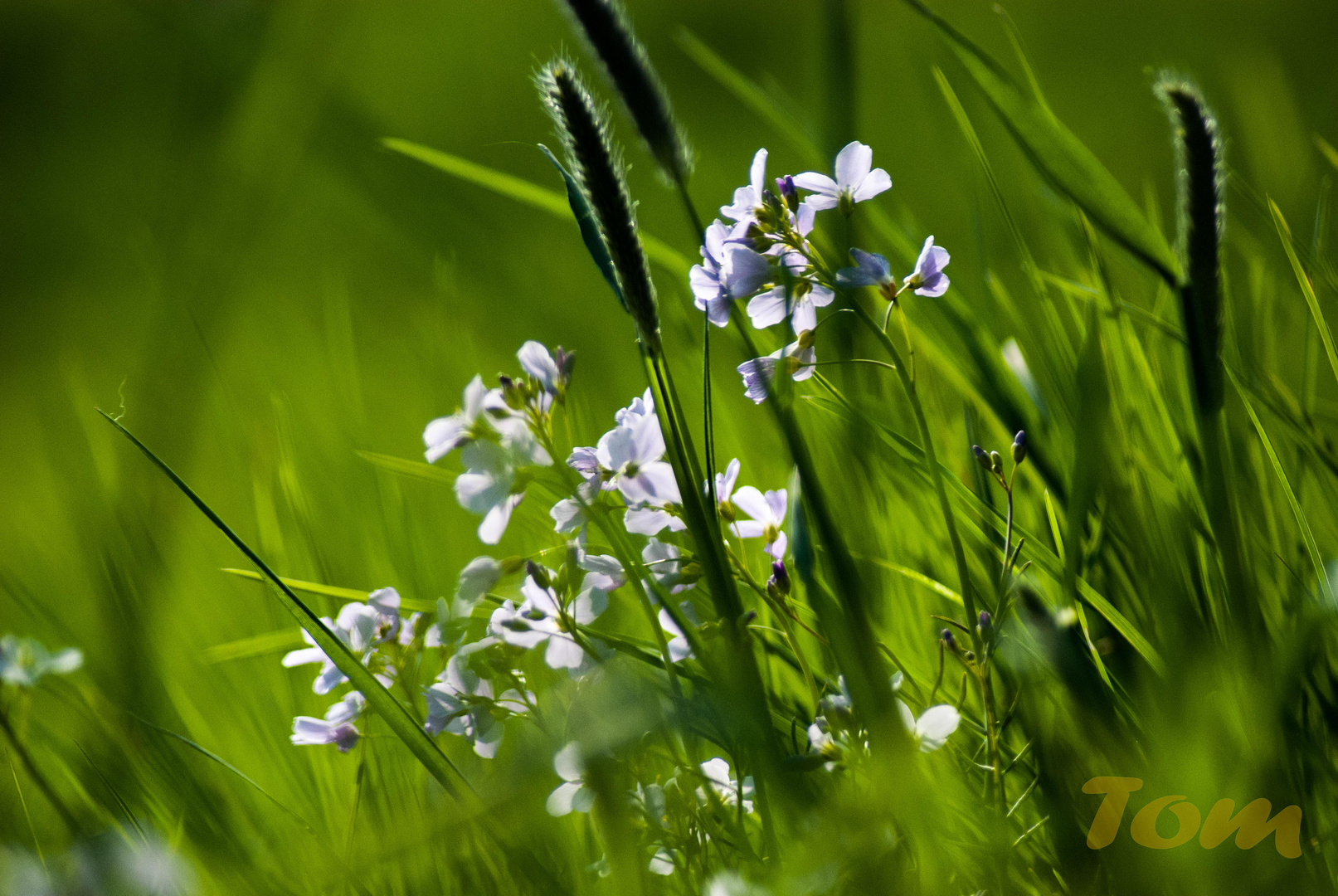 und der Frühling beginnt doch!!