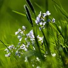 und der Frühling beginnt doch!!