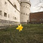 Und der Frühling kommt....