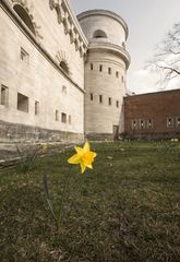 Und der Frühling kommt....