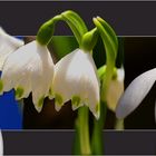 und der Frühling kommt doch