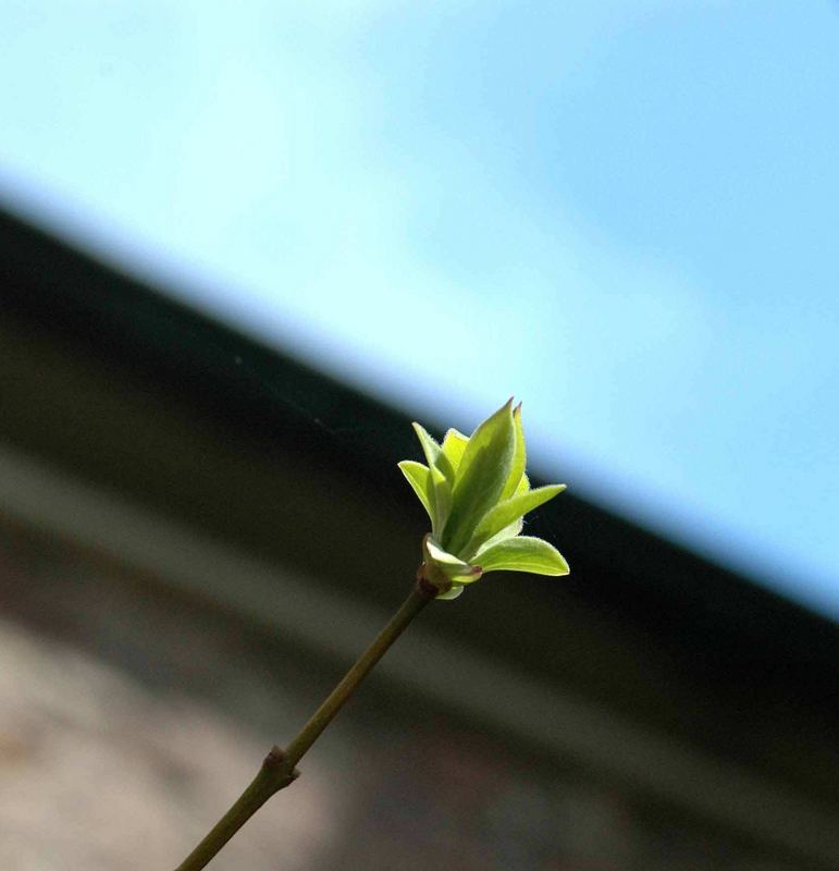 "Und der Frühling kommt doch...."