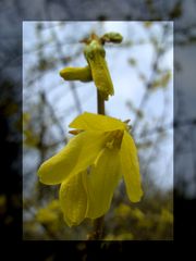 und der Frühling kommt doch...