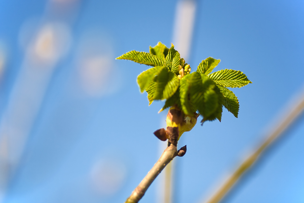 ...und der Frühling kommt doch!