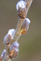 und der Frühling kommt doch