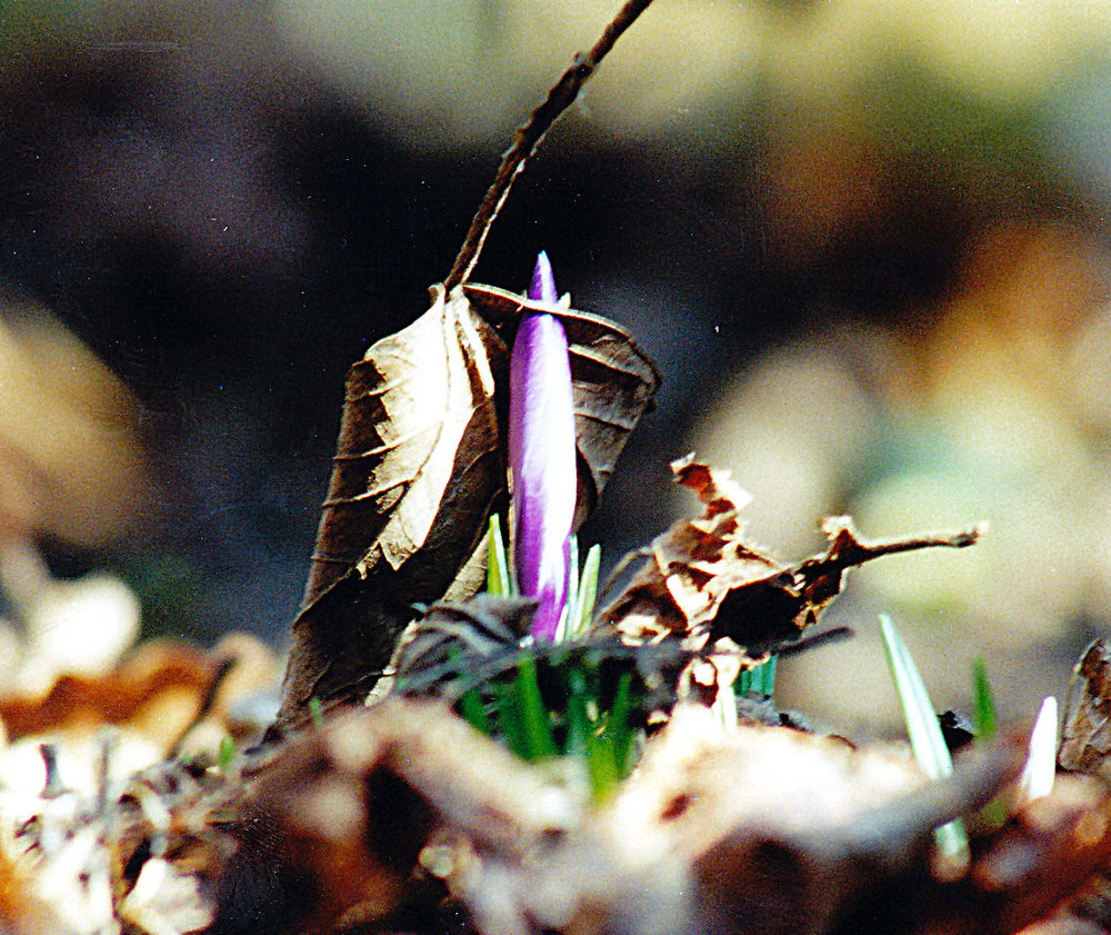 Und der Frühling kommt doch