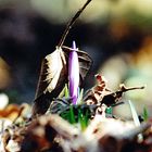 Und der Frühling kommt doch