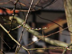 und der Frühling kommt doch ,,,