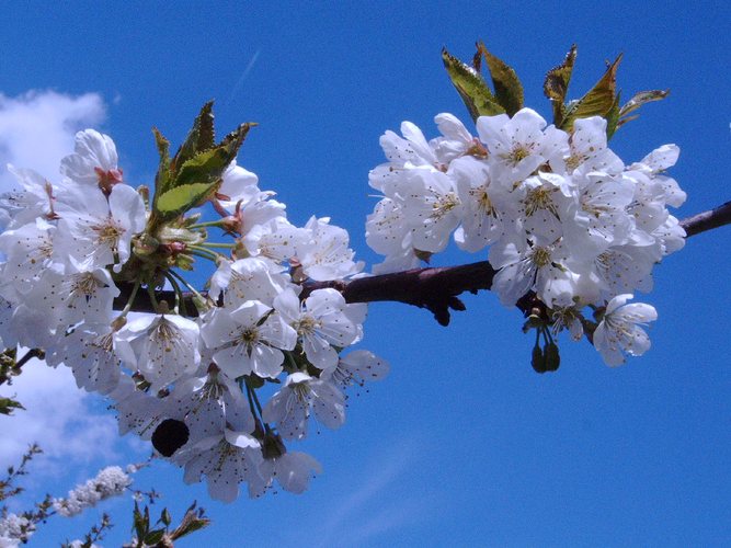 ....und der Frühling kommt doch.......