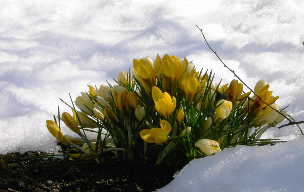 Und der Frühling kommt doch!