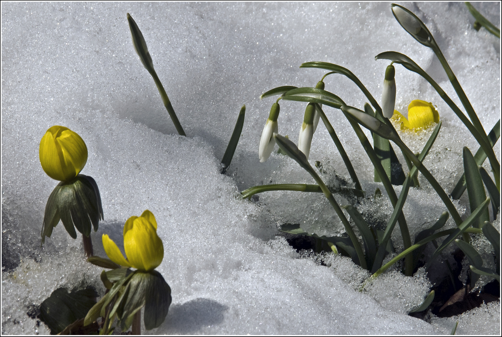 Und der Frühling kommt doch!!!!!!!!!!