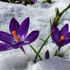 Und der Frühling kommt " Doch ".