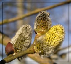 Und der Frühling kommt doch !!!