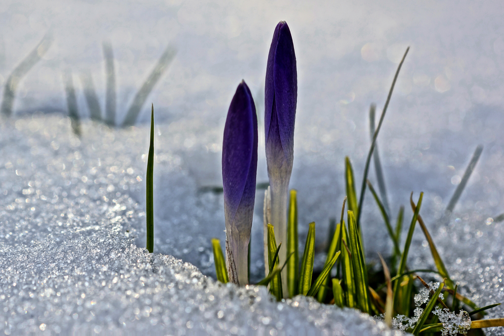 Und der Frühling schafft es doch