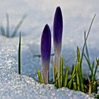 Und der Frühling schafft es doch