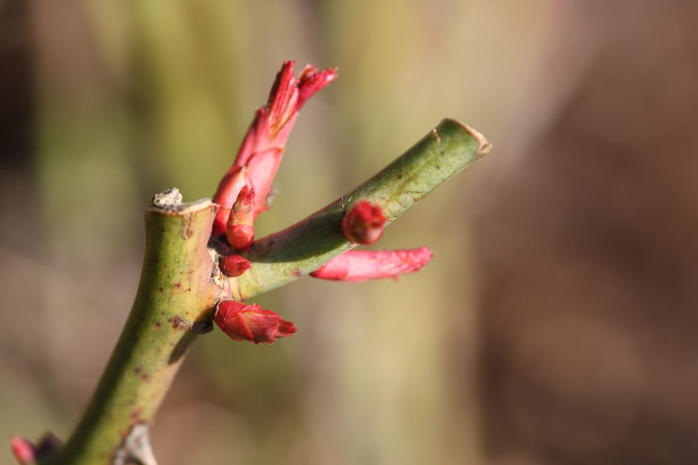 und der Früling kommt doch