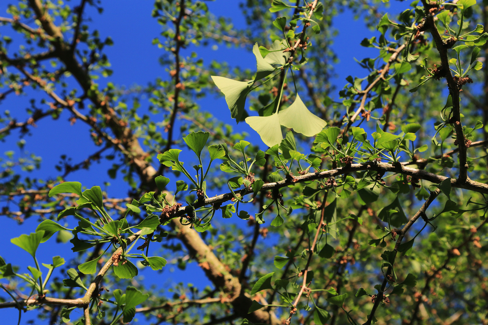 ..und der gingko wird auch wieder grün..