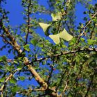 ..und der gingko wird auch wieder grün..