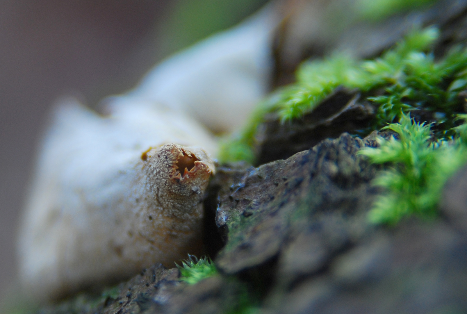 Und der Hai-Pilz, der hat Zähne....