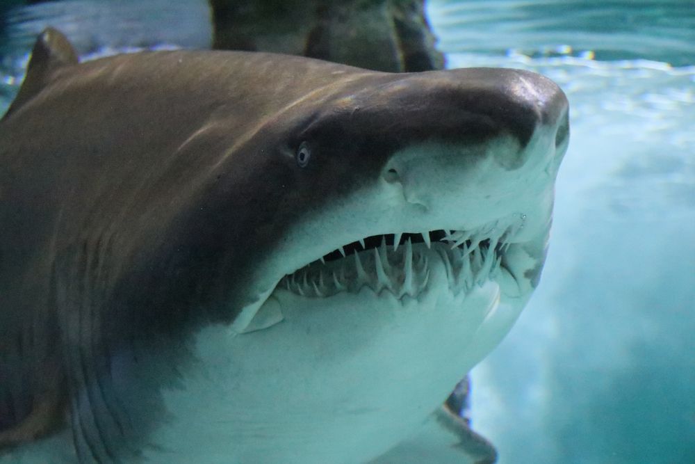 Und der Haifisch der hat Zähne Foto & Bild | world, wasser, blau Bilder