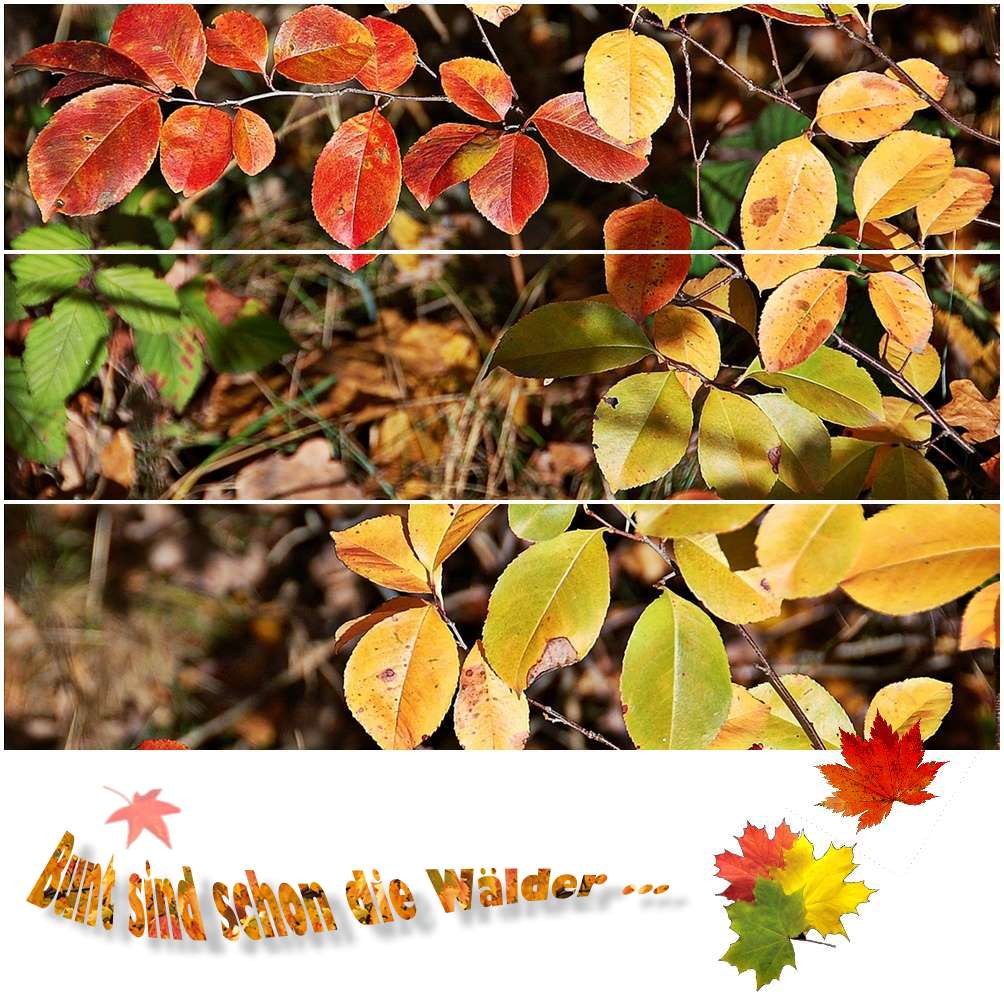 Und Der Herbst Beginnt Foto Bild Natur Herbst Pflanzen