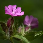 Und der Himmel öffnete sich (2)