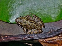 . . . und der Kleinste aus dem Gartenteich: Grasfrosch (Rana temporaria), . . .