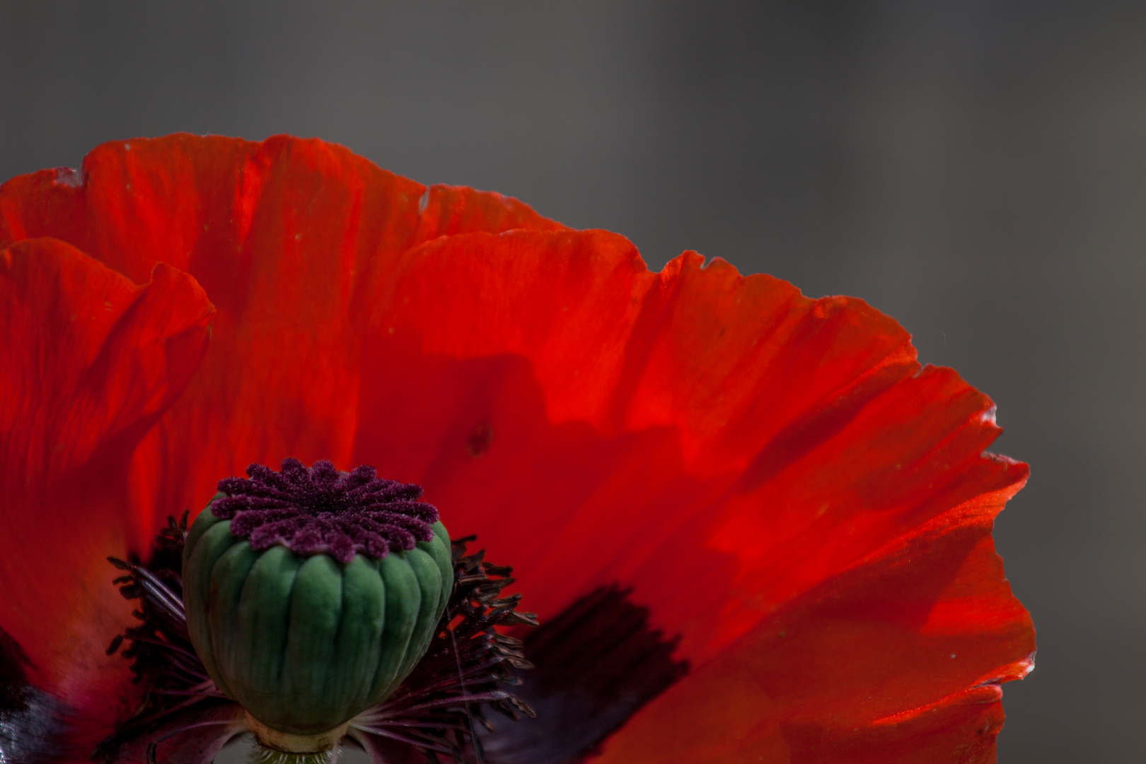 Und der Mohn blüht auch für Dich .... 