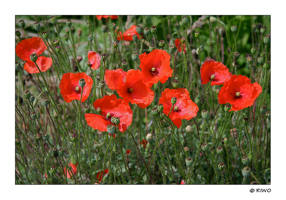 und der Mohn blüht immer noch......