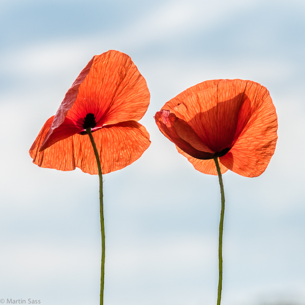 Und der Mohn schien rot ...