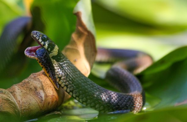 und der Molch war weg - ups