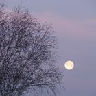 Und der Mond hing wie ein Stück Weichkäse über der Stadt....