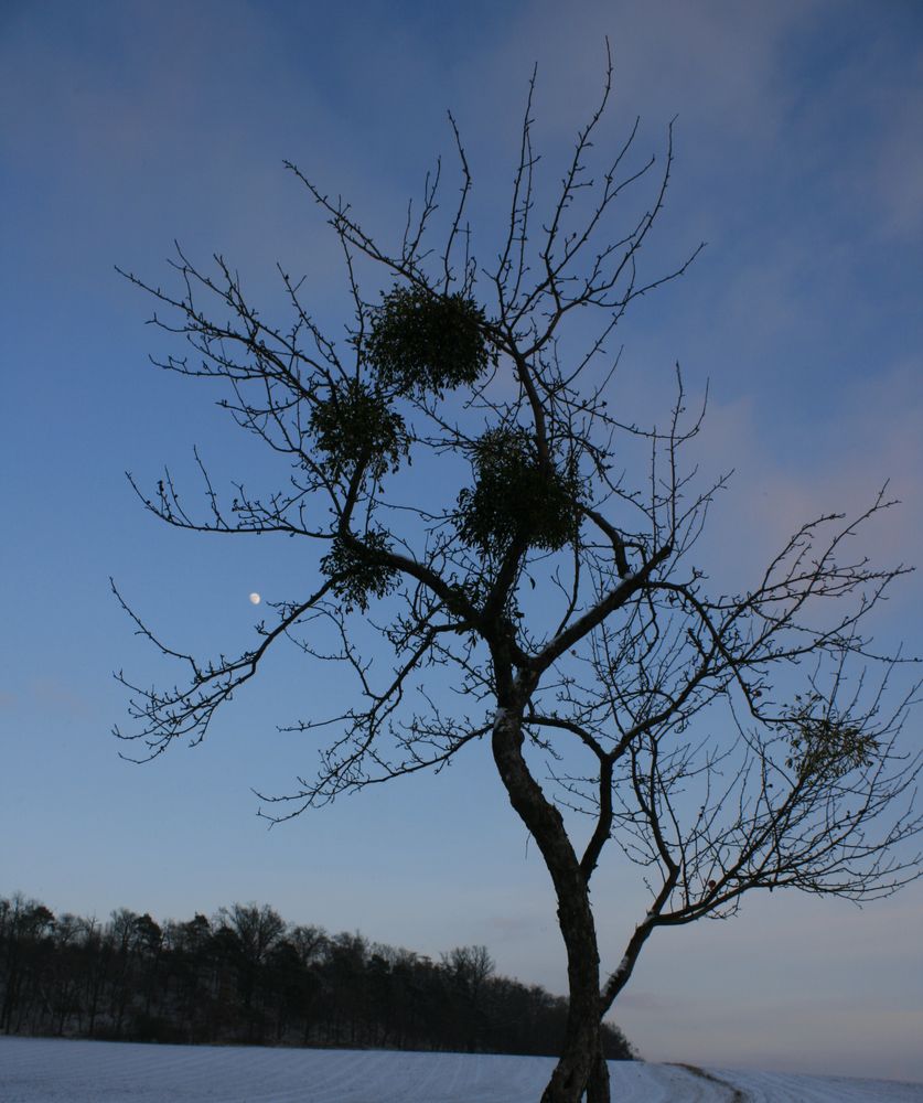 Und der Mond schaut zu- zum zweiten