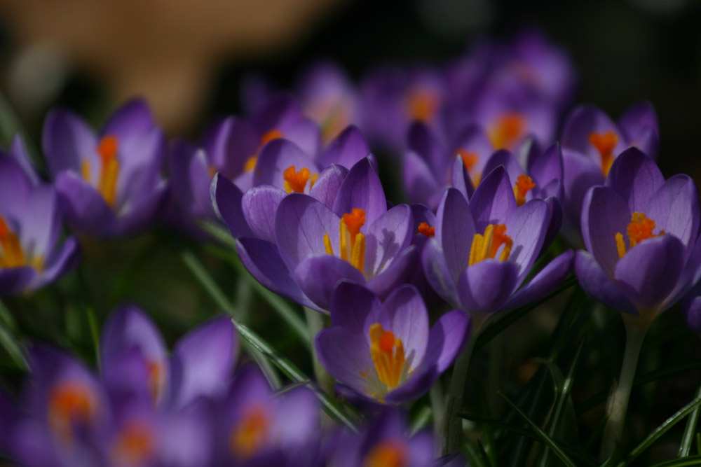 Und der nächste Frühling kommt bestimmt