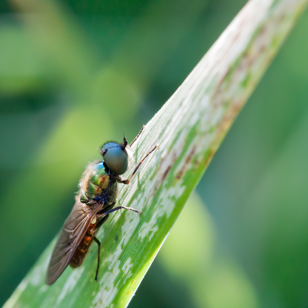 Und der nächste Unbekannte . . ( Chloromyia formosa )