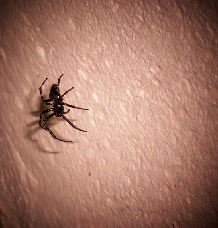 Und der Name dieser Spinne?