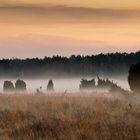 "und der Nebel kriecht"