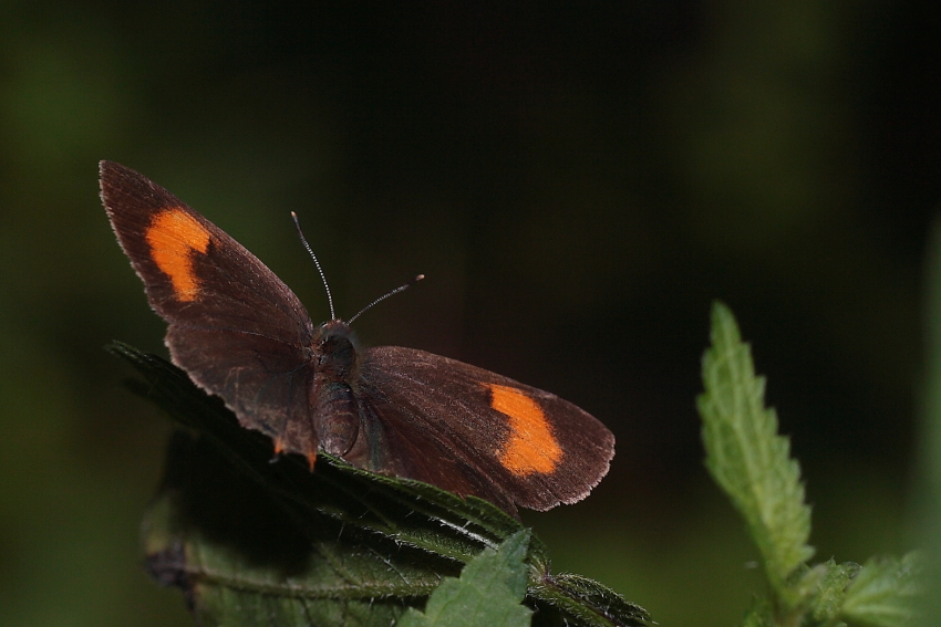 Und der Nierenfleck-Zipfelfalter  leuchtete...! Dettingen a.d. Erms, Biosphärengebiet schw. Alb