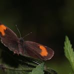 Und der Nierenfleck-Zipfelfalter  leuchtete...! Dettingen a.d. Erms, Biosphärengebiet schw. Alb