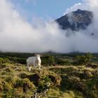 ....und der Pico lässt sich sehen