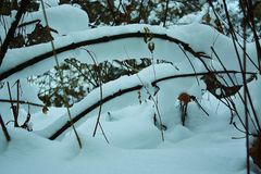 " Und der Schnee der hängt an den Zweigen .."