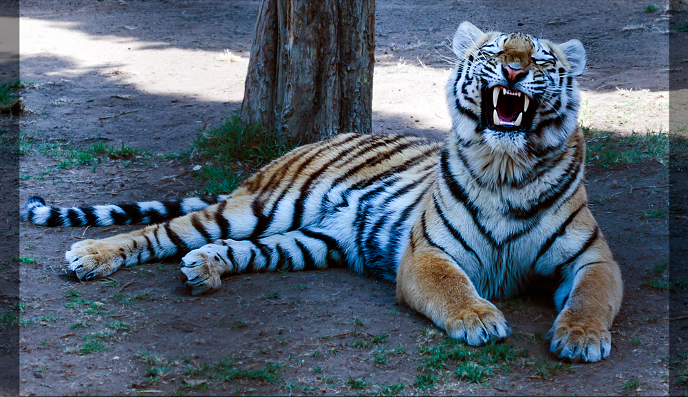 ...UND DER TIGER, DER HAT ZÄHNE