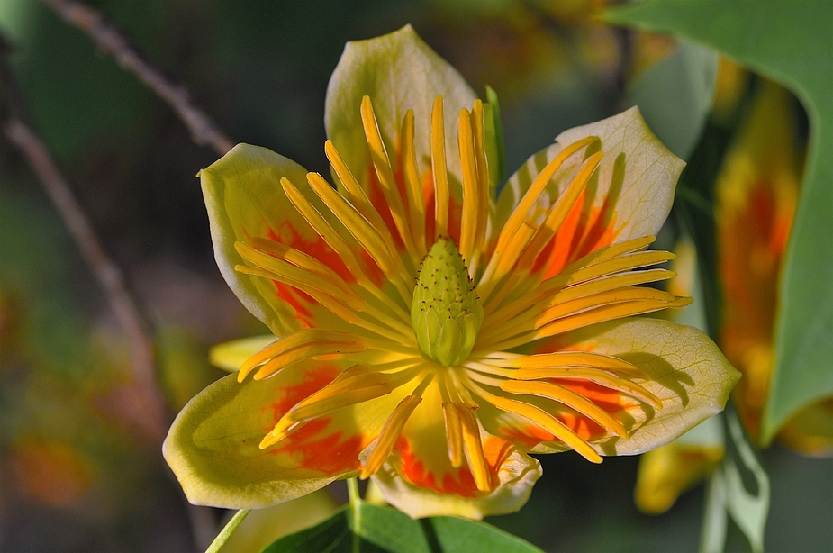 ....und der Tulpenbaum im Schloß Eggenberg hat wieder mächtig geblüht